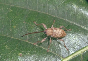 Curculio_elephas2