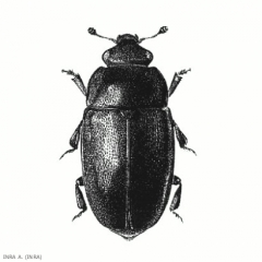 Brassicogethesviridescens