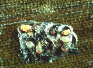 Trichogramma_brassicae_