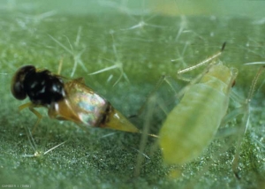 Aphelinus_abdominalis