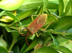 Gonocerus_acuteangulatus