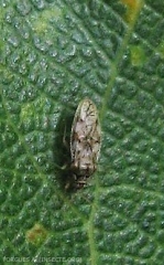 Monosteira_unicostata2