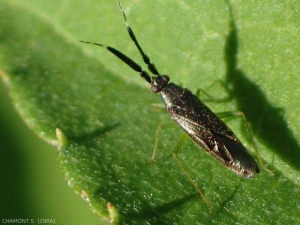 heterotoma_miridae