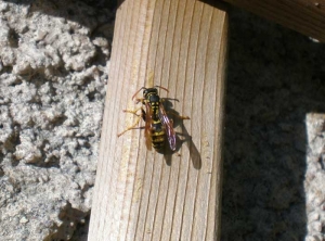 Polistes_dominula