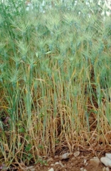 Aegilops-geniculata3