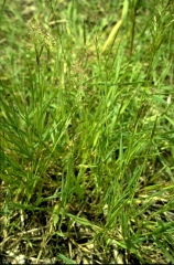 Agrostis-stolonifera