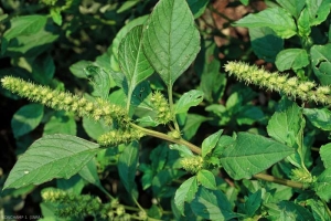 Amaranthus-blitoides3