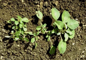 Amaranthus-blitum