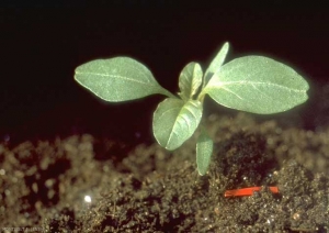 Amaranthus-hybridus