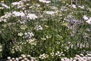 ammi-majus2