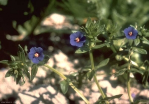 Anagallis-foemina2