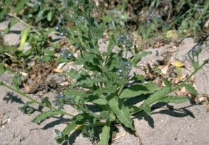 Anchusa-arvensis