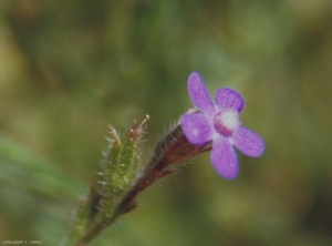 anchusa-azurea2