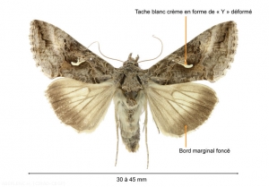 Autographa_gamma6