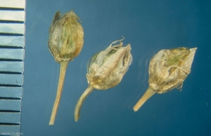 Allium-sphaerocephalon2