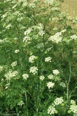 Anthriscus-sylvestris2