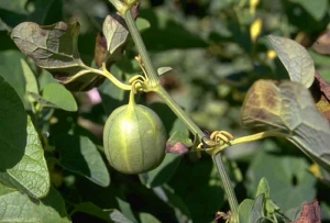 Aristolochia-clematitis4