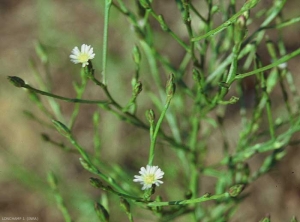 Symphyotrichum-squamatum