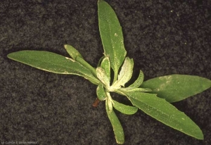 Atriplex-patula2