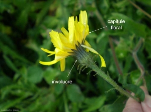 involucre