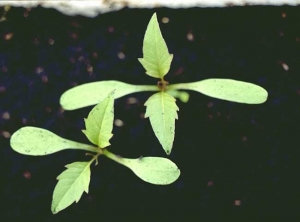 Bidens-frondosa