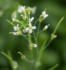 Arabidopsis-thaliana7