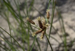 Bolboschoenus-maritimus2