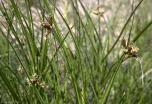 Bolboschoenus-maritimus3