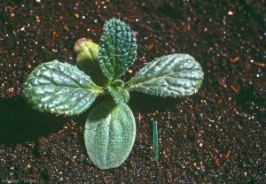 Borago-officinalis2