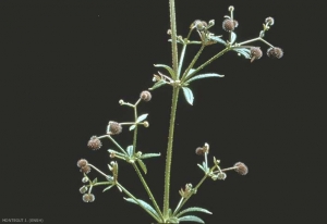 Galium-aparine4