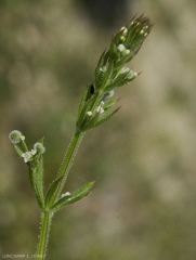 Galium-aparine5