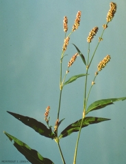 Polygonum-persicaria5