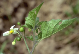 solanum-nigrum2