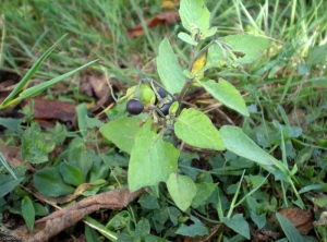 solanum_nigrum3