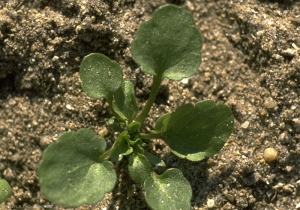 viola-tricolor4