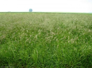 Festuca-arundinacea1