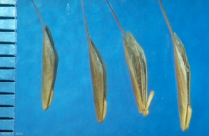 bromus-arvensis