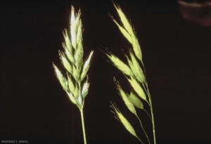 Bromus-hordeaceus3