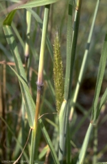 Bothriochloa-saccharoides5