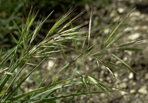 Bromus-madritensis2