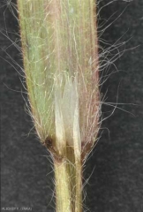 Bromus-madritensis5