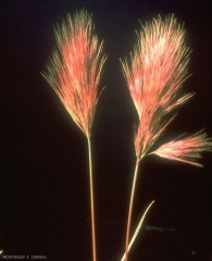 bromus-rubens2