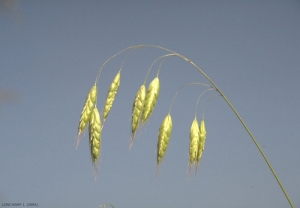 Bromus-squarrosus2