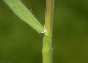 bromus-sterilis4