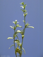 Buglossoides-arvensis5