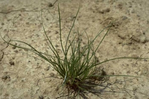 Juncus-bufonius3