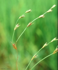 Juncus-bufonius4