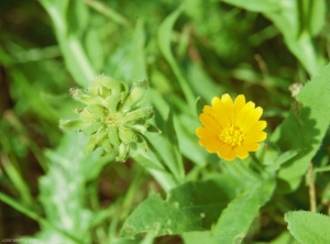 Calendula-arvensis2