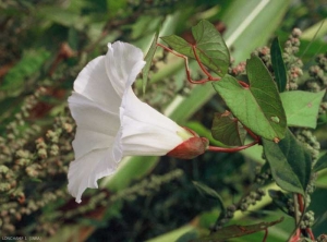 Calystegia-sepium3