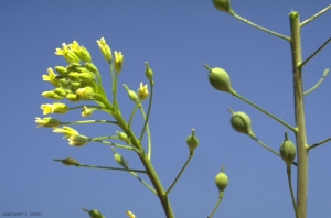 Camelina-microcarpa4